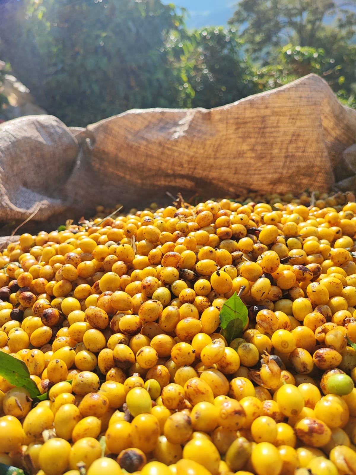 Cerejas amarelas recém-colhidas ao lado de saca de juta