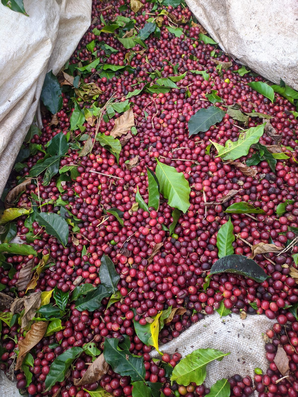 Cerejas de café vermelhas recém-colhidas com folhas