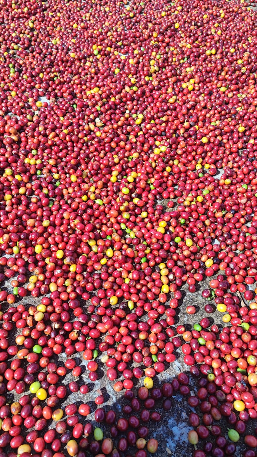Cerejas de café secando ao sol no terreiro